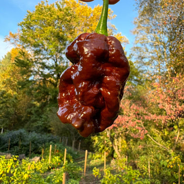 Bismark Chocolate Long - Seeds - The Pepper Pantry (Formerly Marie Sharp's)